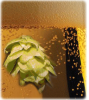 Brewer profile picture