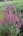 Lythrum salicaria  