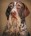 Bearded Dogs