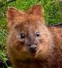 Quokka42