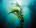 seaweed brewery