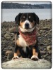 Brewer profile picture