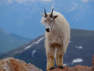 Brewer profile picture