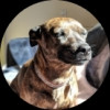 Brewer profile picture