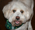 pivodog