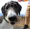 Brewer profile picture