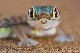 Desert Gecko