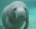 Mermanatee