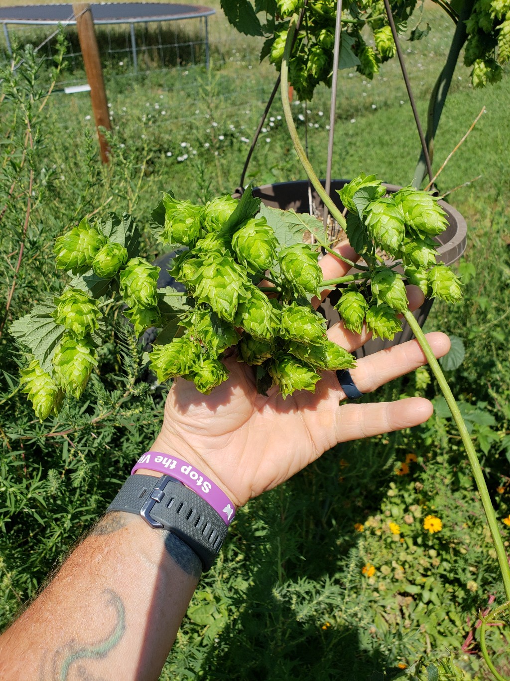 20180804_115909-1024x1365.jpg
