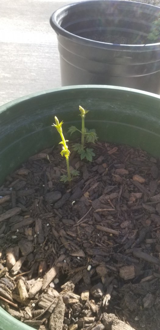 20190511_074446.jpg