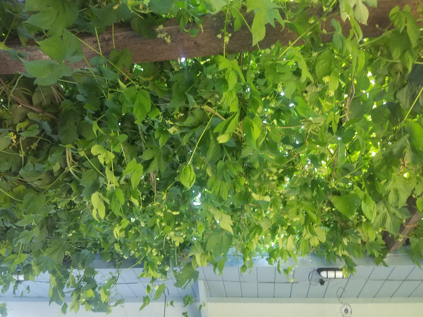 20190714_185919.jpg