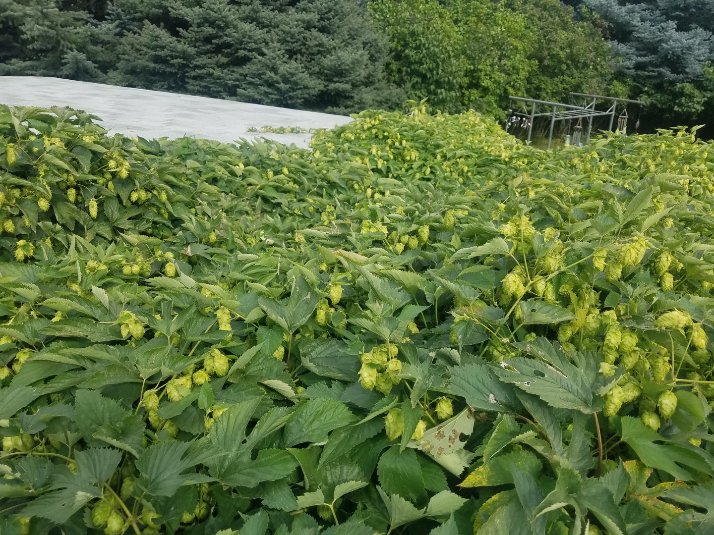 20190824_163830.jpg