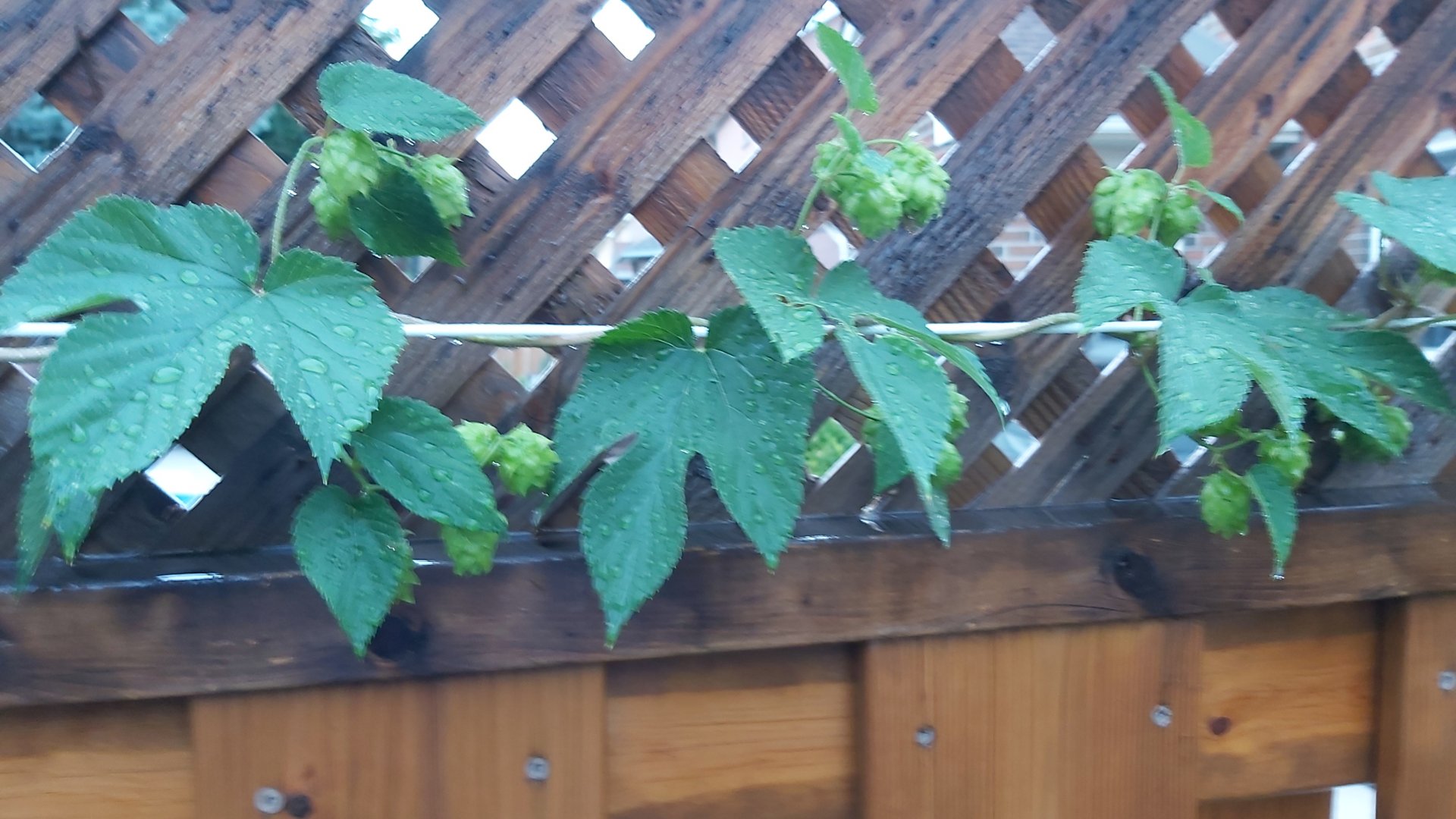 20200721_202836.jpg