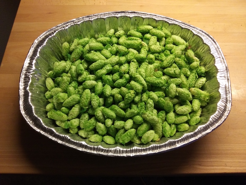 2022 hops, batch 1.jpg