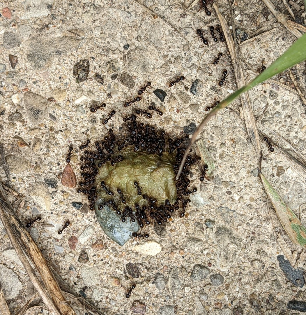 ants on hops.jpg