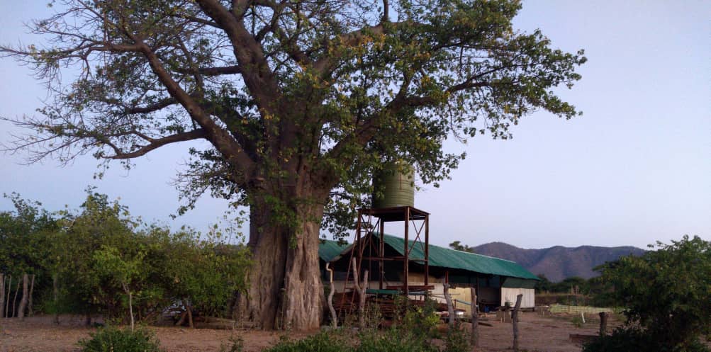 baobab 1.jpg