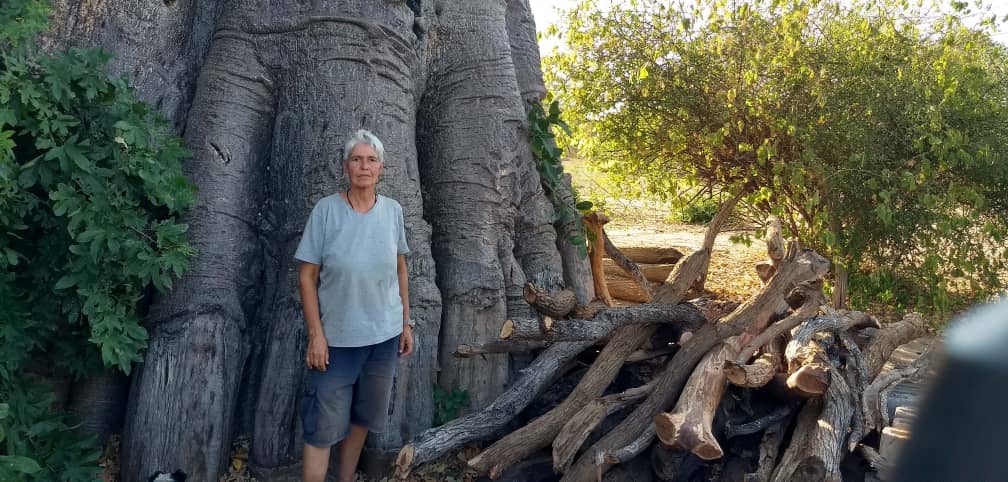 baobab 2.jpg