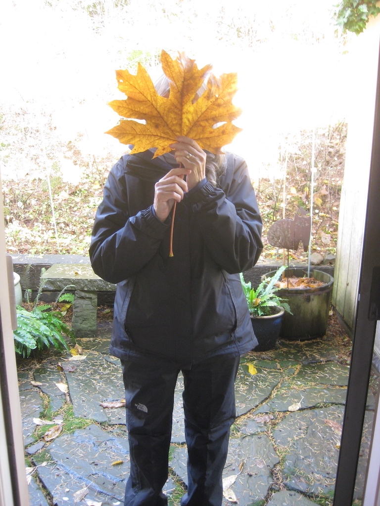 big leaf maple 1 2.JPG