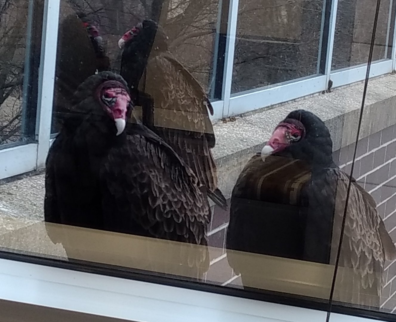 Brookfield Vultures.jpg