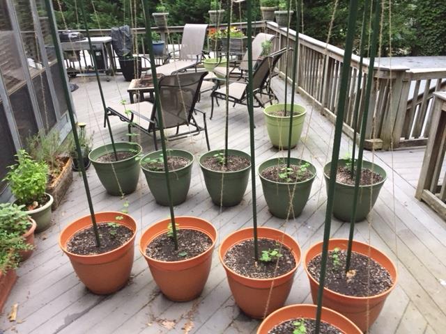 Bunny Hops Farm.jpg
