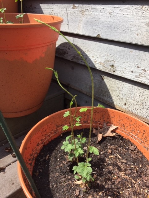 Cascade emerges year 2.jpg