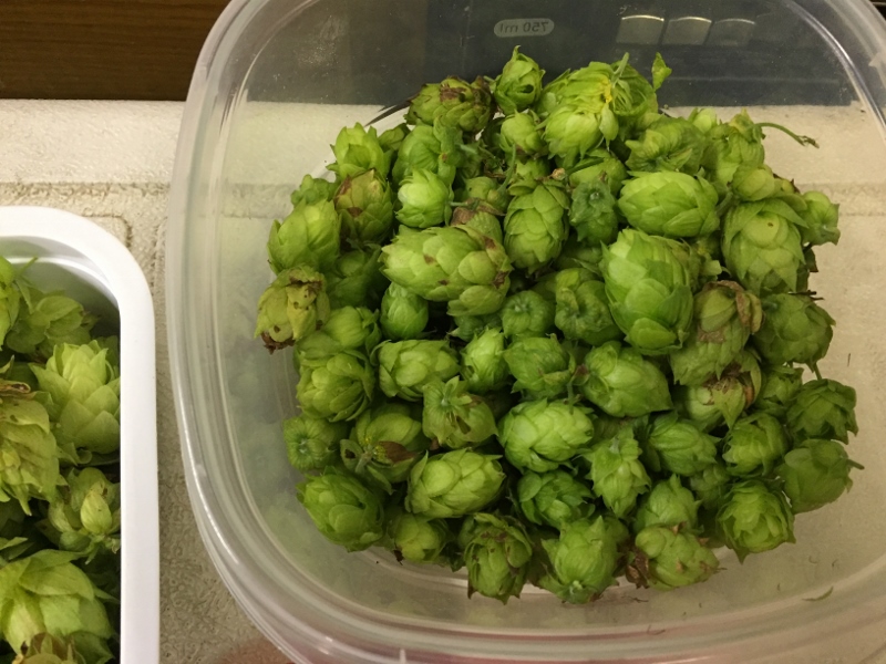 cascade harvest (800x600).jpg