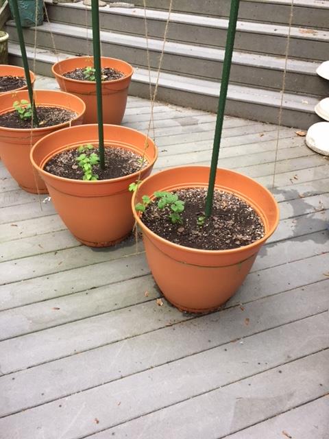 Cascade Hop Pot.jpg