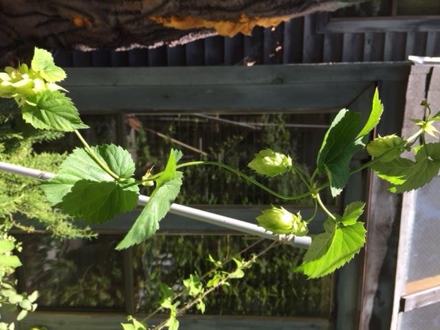 Centennial Hops July 29 (2).jpg