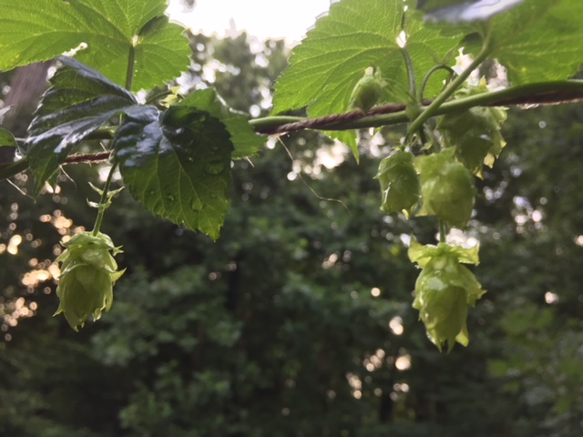 Centennial Hops July 29.jpg