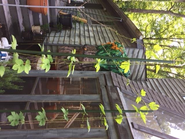 Centennial Hops June 14.jpg