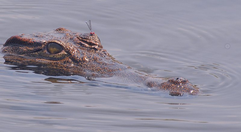 croc 07112010.jpg