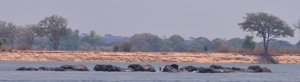 elephant in water 4 -07112010.jpg