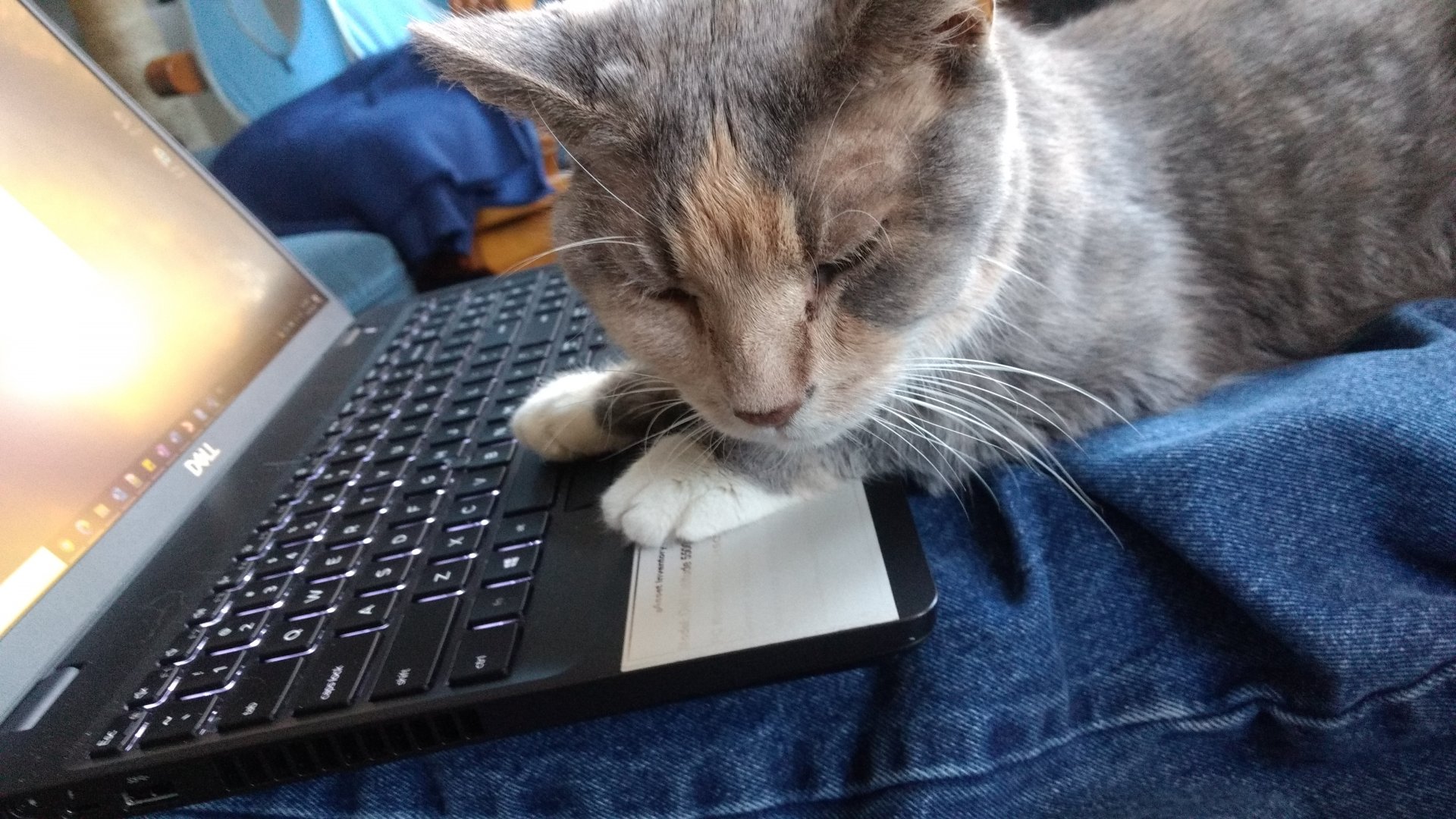 Gemini Laptop.jpg