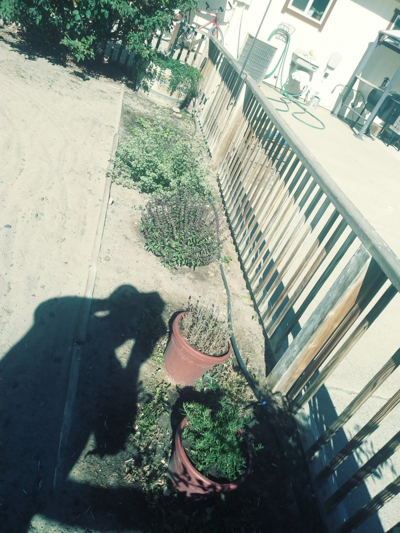 Herbs.jpg