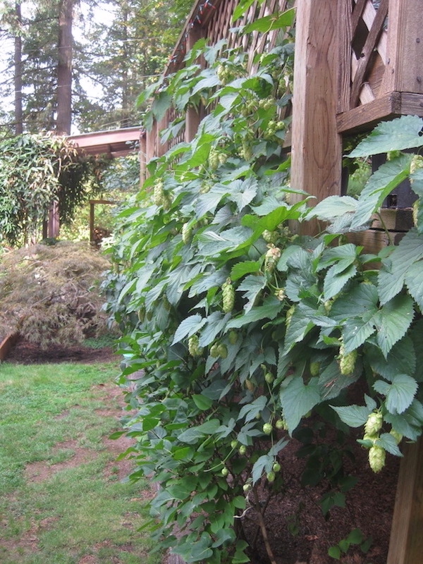 Hop bines.JPG