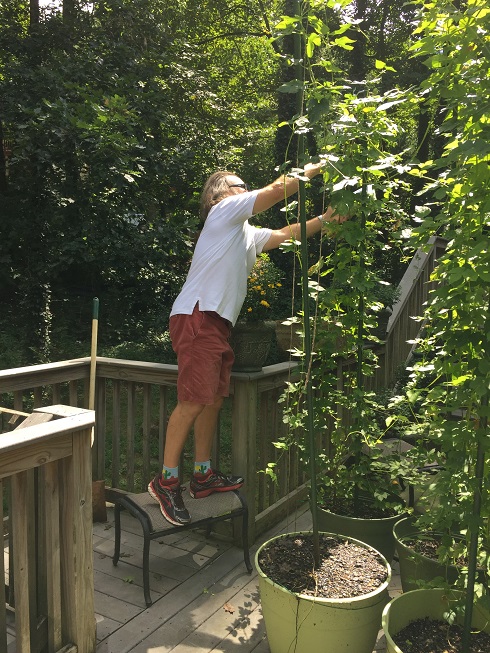 hop harvest 1 (490x653).jpg