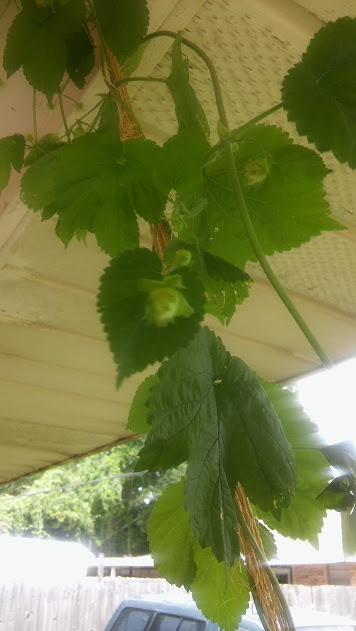 hopflower.jpg