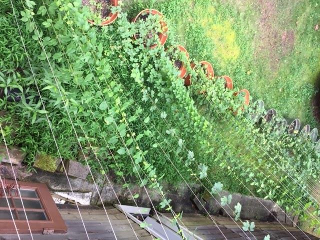 Hops 1.JPG