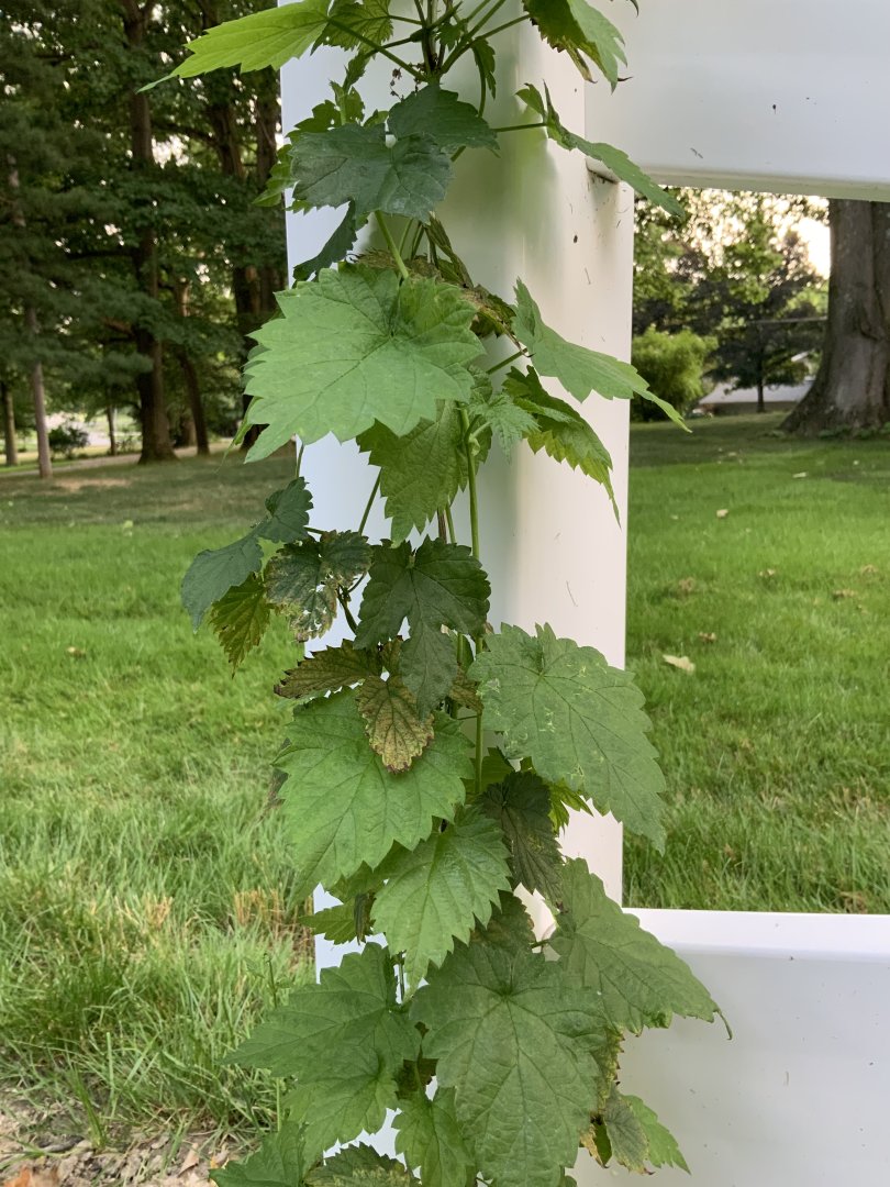 Hops 20240618.jpg