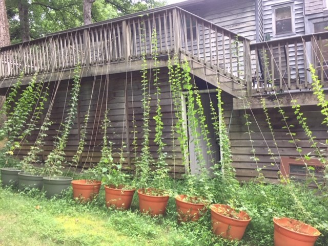 Hops 3.jpg