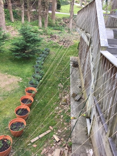 Hops April 2020 1.jpg