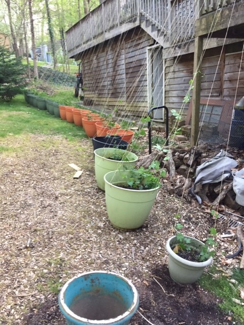 Hops April 2020 2.jpg
