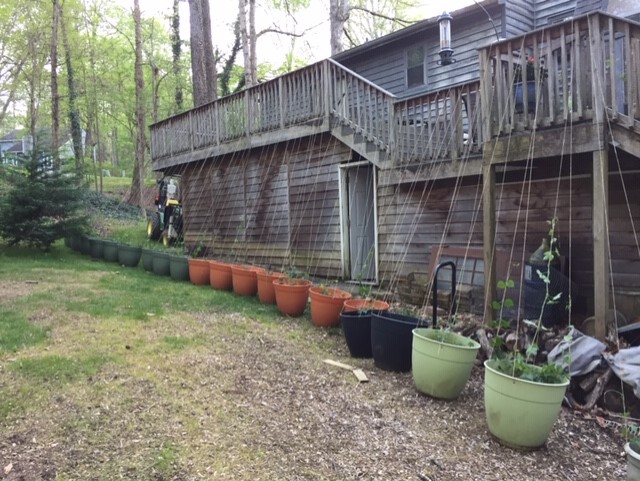 Hops April 2020 3.jpg