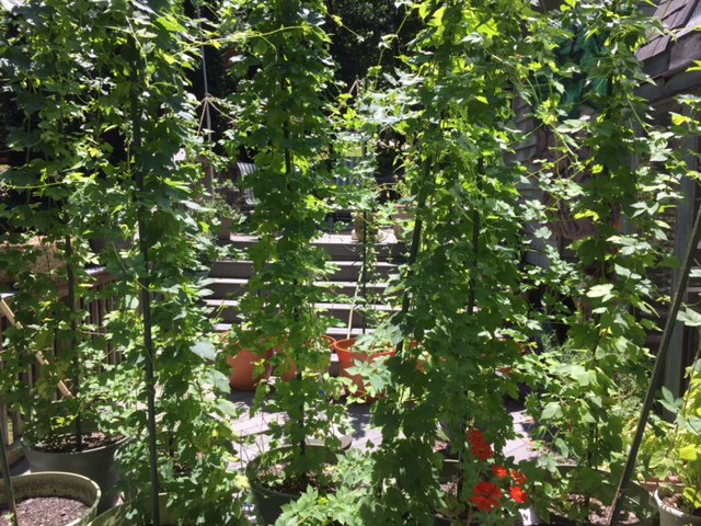 Hops July 29 (1).jpg