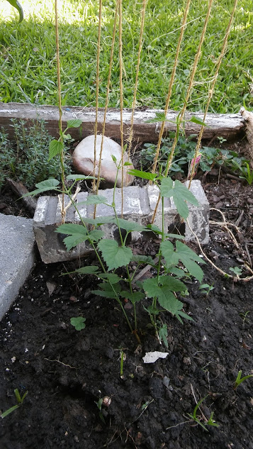 hops2.jpg