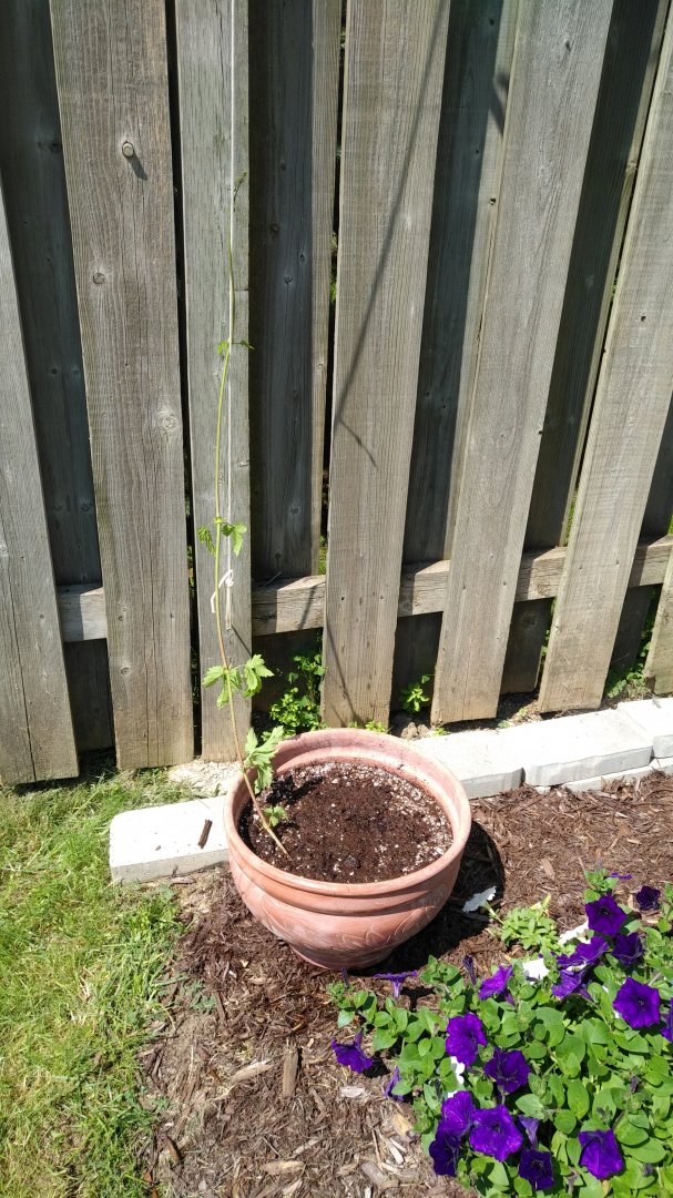 IMG_20190803_1155595.jpg