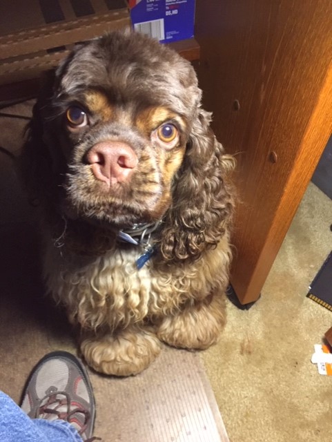 Jenson Under the Desk.jpg