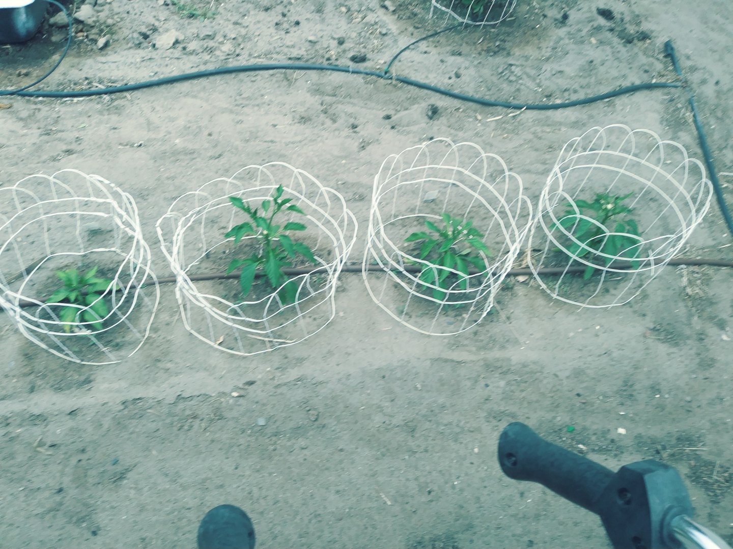 Peppers1.jpg