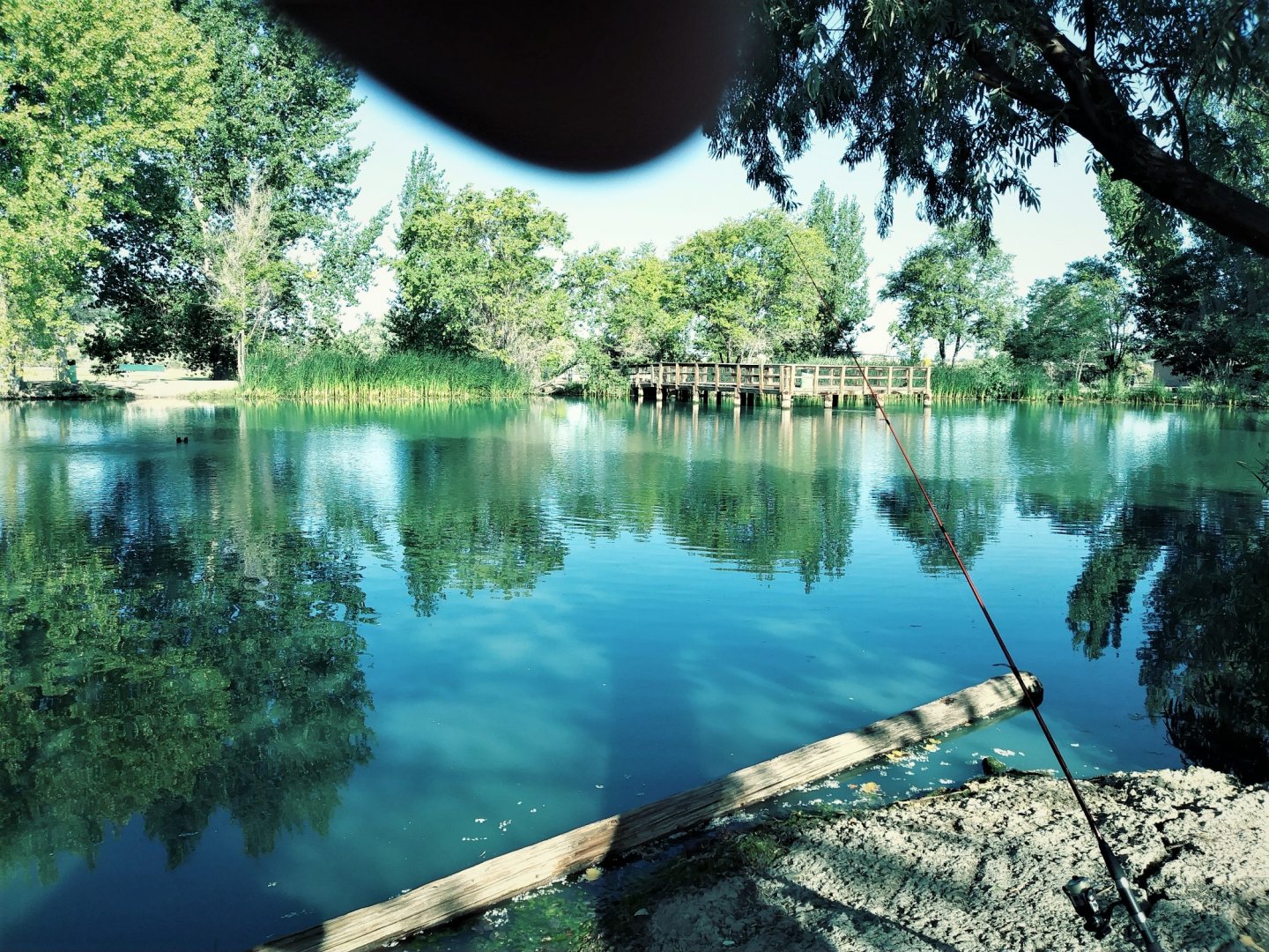 Pond.jpg