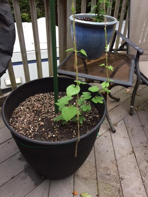 Styrian Hop Pot.jpg